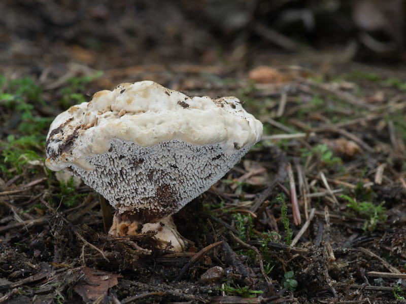 Hydnellum floriforme